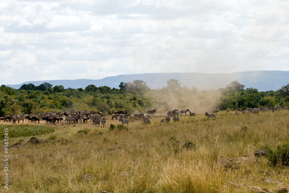 Great Migration in Masai Mara National Park with cyclone, Kenya. Great Migration in Masai Mara National Park with cyclone, Kenya.