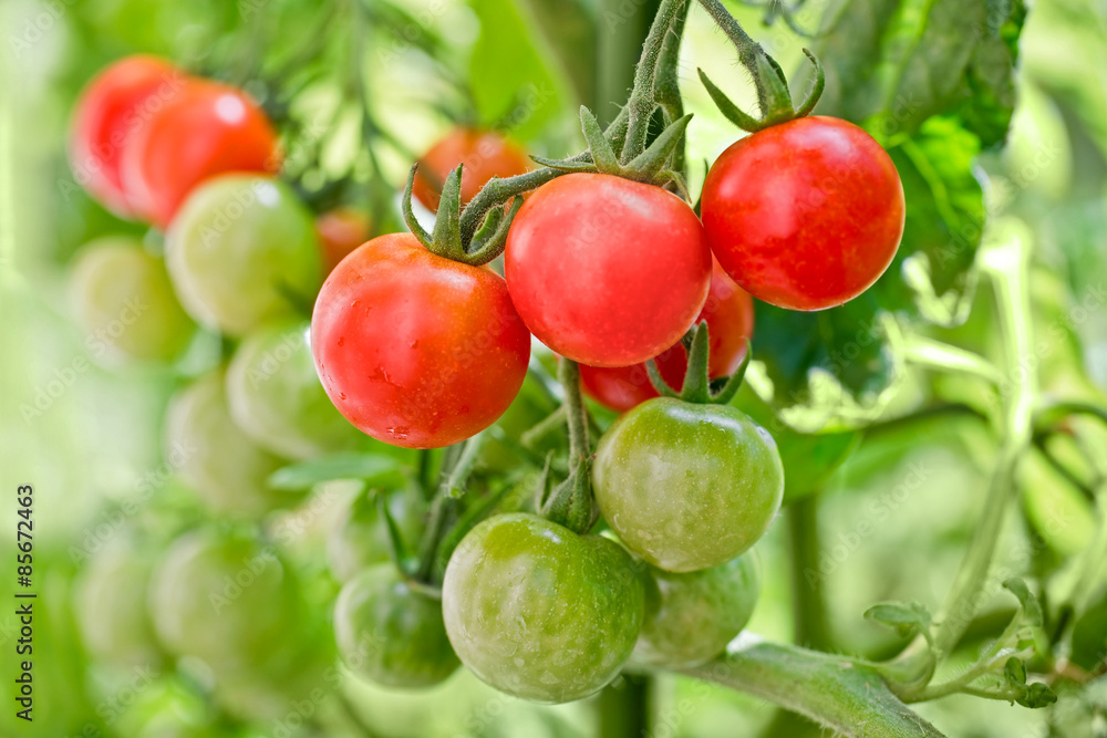 Close up of cherry tomatoes growing in a vegetable garden Close up of cherry tomatoes growing in a vegetable garden