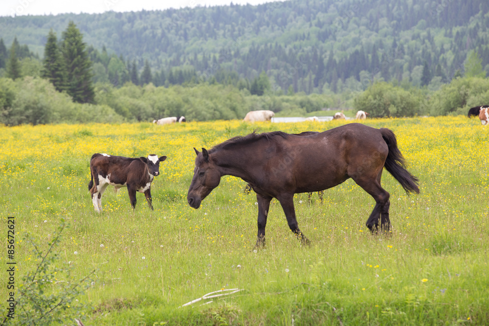 horse and calf on a green meadow