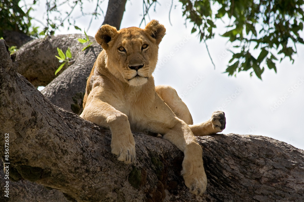 Naklejka premium Female lion resting on a branch in a tree watching the surroundings.