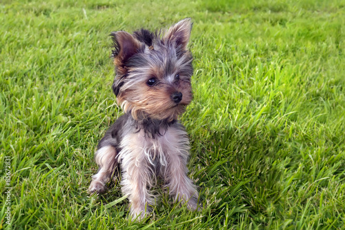 Yorkshire terrier puppy in grass