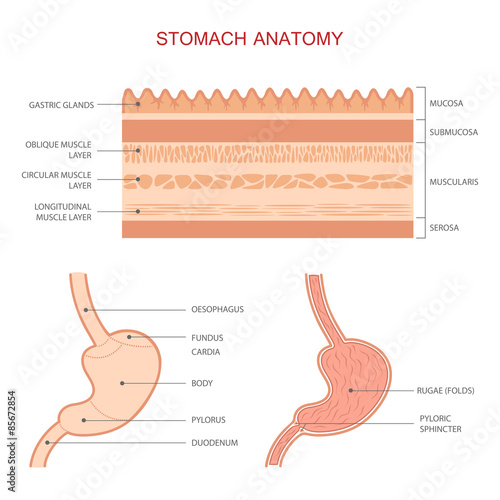 human stomach anatomy, gastric digestive system, medical illustration