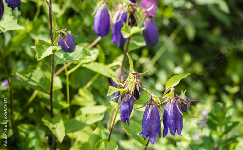 Hanging purple bellflowers from close