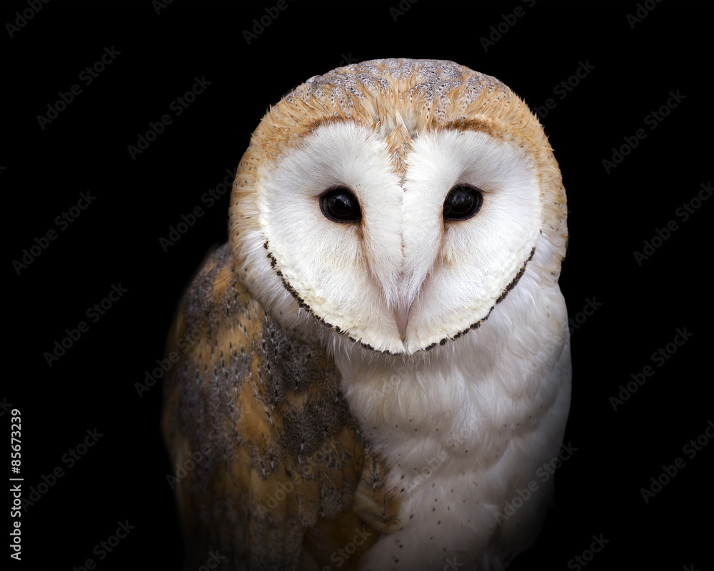 Fototapeta premium closeup portrait of a barn owl on a black background