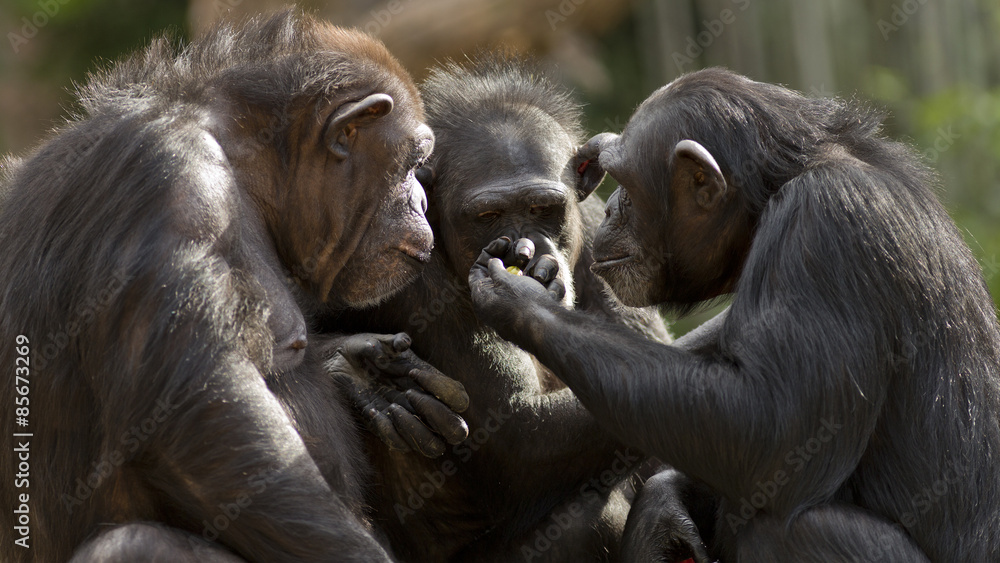 three chimpanzees having a meeting - obrazy, fototapety, plakaty 
