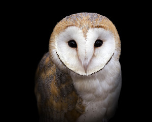 Wandcirkels Uil Kerkuil portret op zwarte achtergrond  © Patrick Rolands