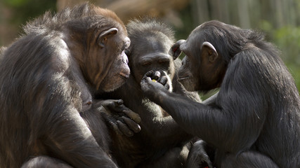 three chimpanzees having a meeting