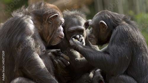 Canvas Print three chimpanzees having a meeting