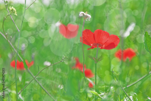 Fototapeta Naklejka Na Ścianę i Meble -  Summer blossom concept with green meadow and anemone