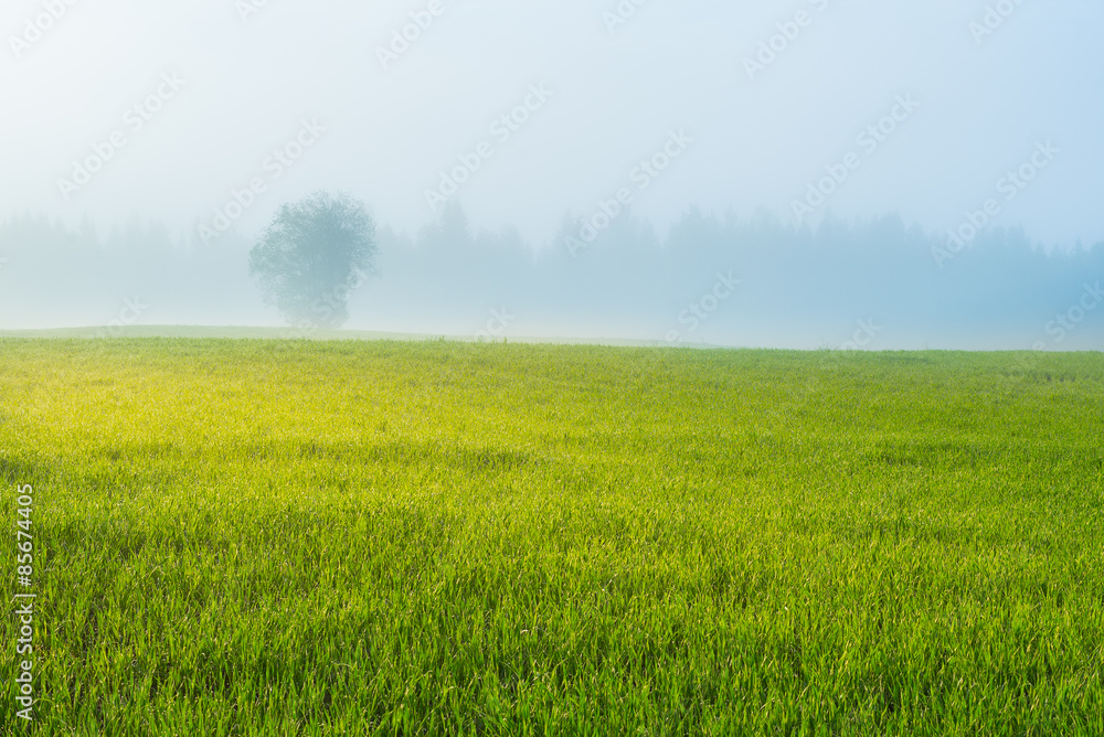 Misty field in sunrise