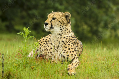 Cheetah ligt in het gras.