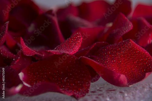 Pétalos de rosa. Es una serie de 4 imágenes que representan la frescura de los pétalos de rosas y pueden utilizarse muy bien como fondos y como foto principal.