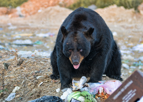 black bear at a garbage dump