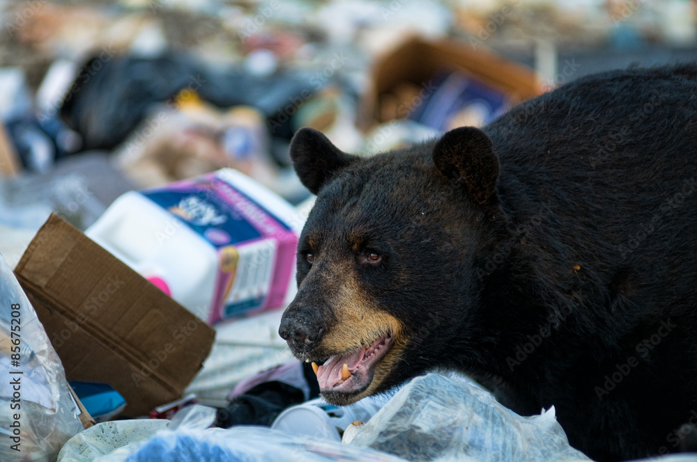 Obraz premium black bear at a garbage dump