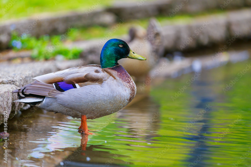 Fototapeta premium Mallard Duck