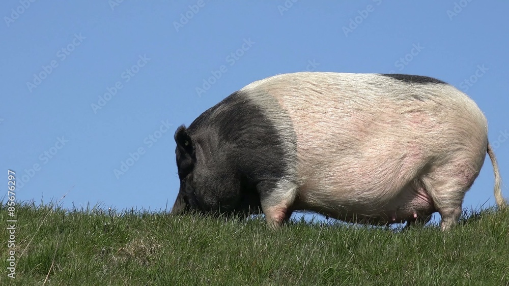 Pig graze on meadow