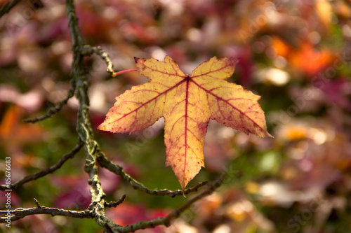 Maple Leaf autumnal background