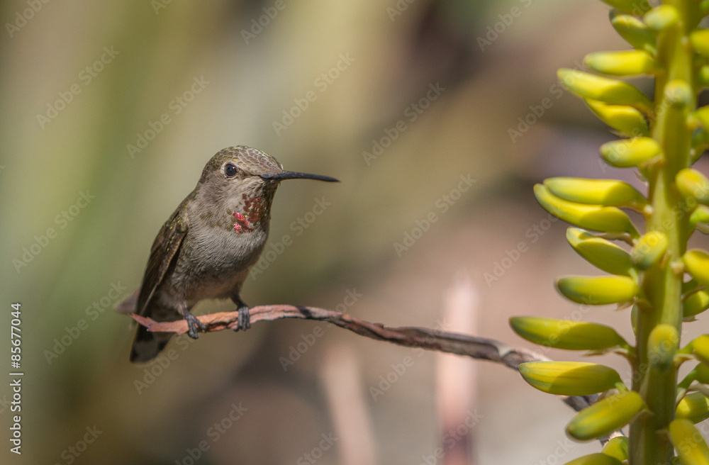 Fototapeta premium Anna's Hummingbird