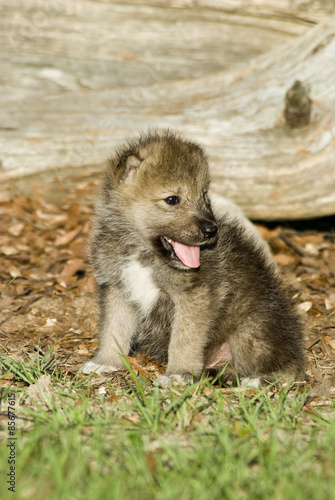 Arctic wolf puppy 