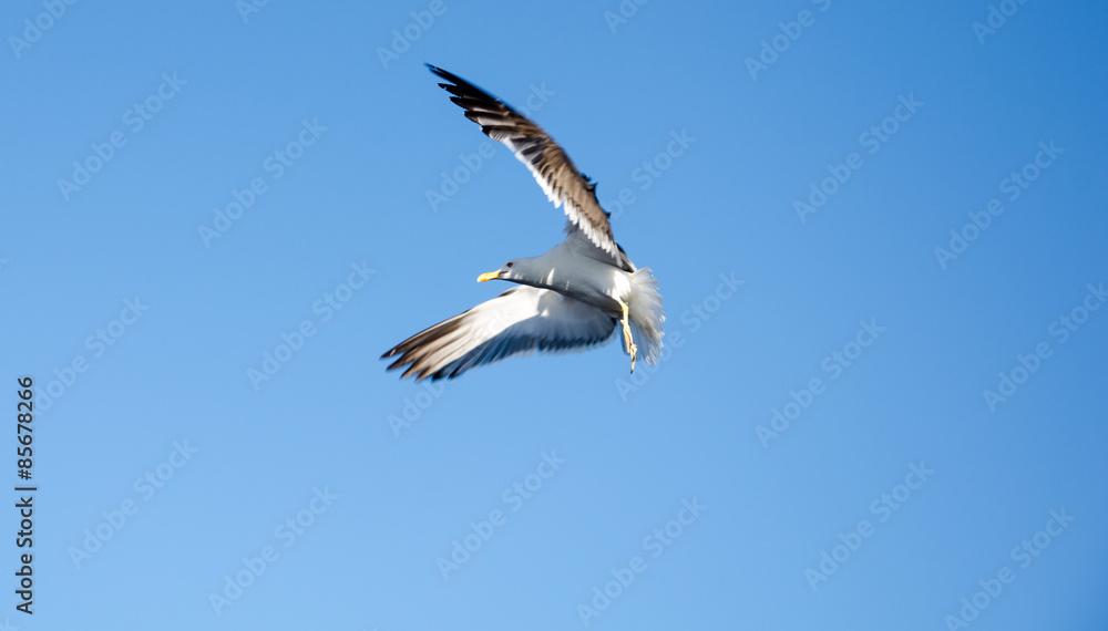 Fototapeta premium Segull