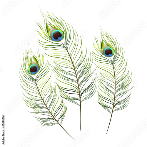 vector isolated peacock feather background