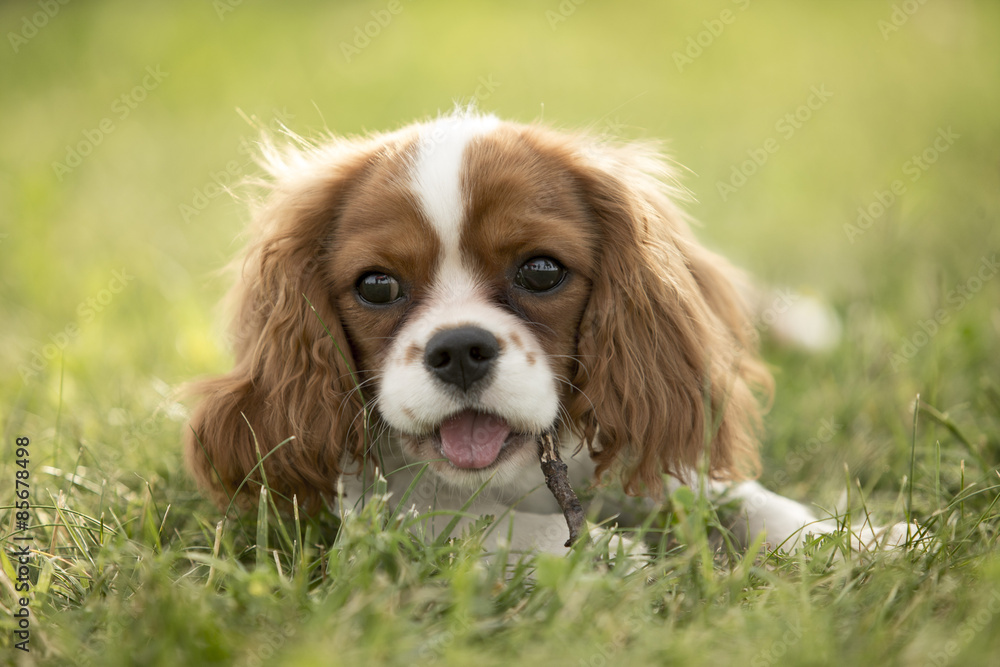 cavalier king cavalier king
