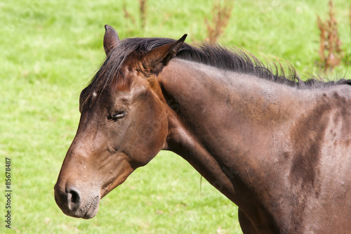 Bay Horse With Eyes Closed