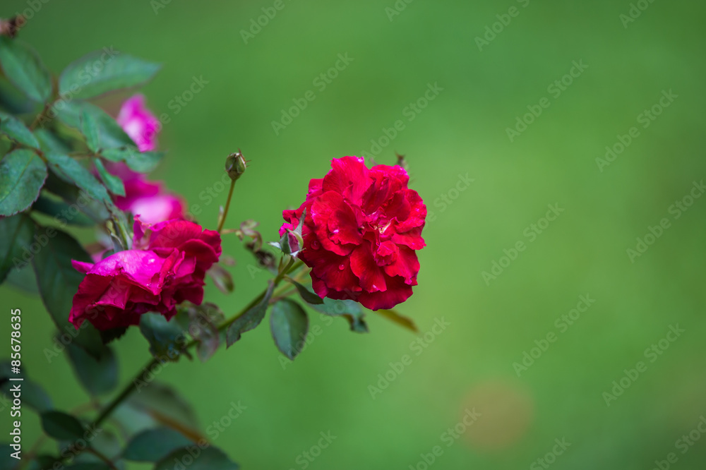 Red rose flower blossom in garden.