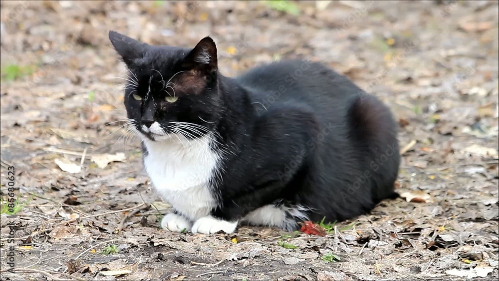Katze schwarz weiß sitzt auf Herbstblätter Katze schwarz weiß sitzt auf Herbstblätter