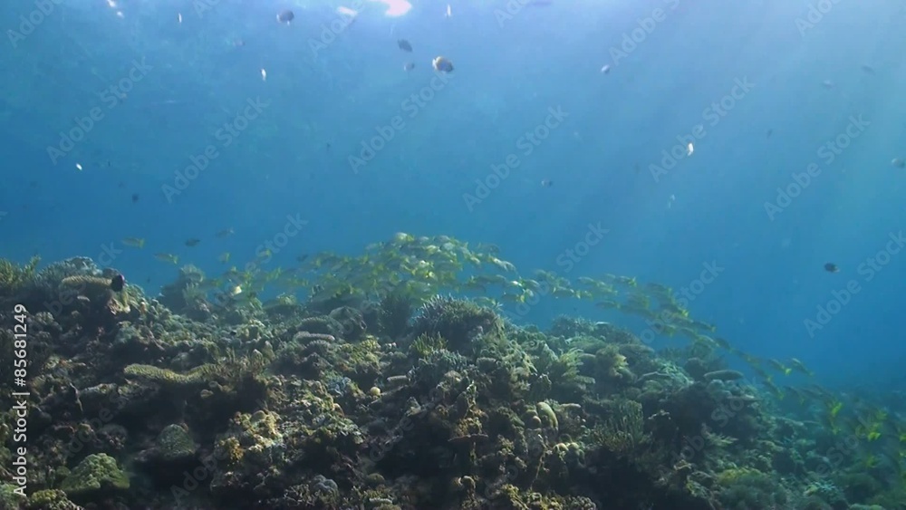 Coral reef with a school of snapper Coral reef with a school of snapper