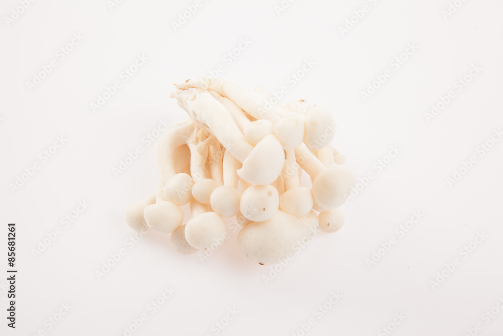 Fototapeta premium Mushroom on white background