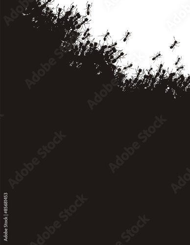 Ants background