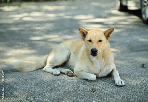 Homeless stray dog on street