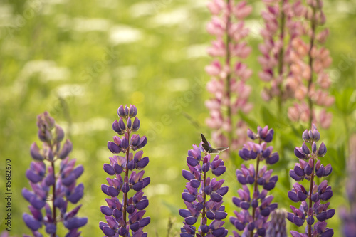 Butterfly on lupine