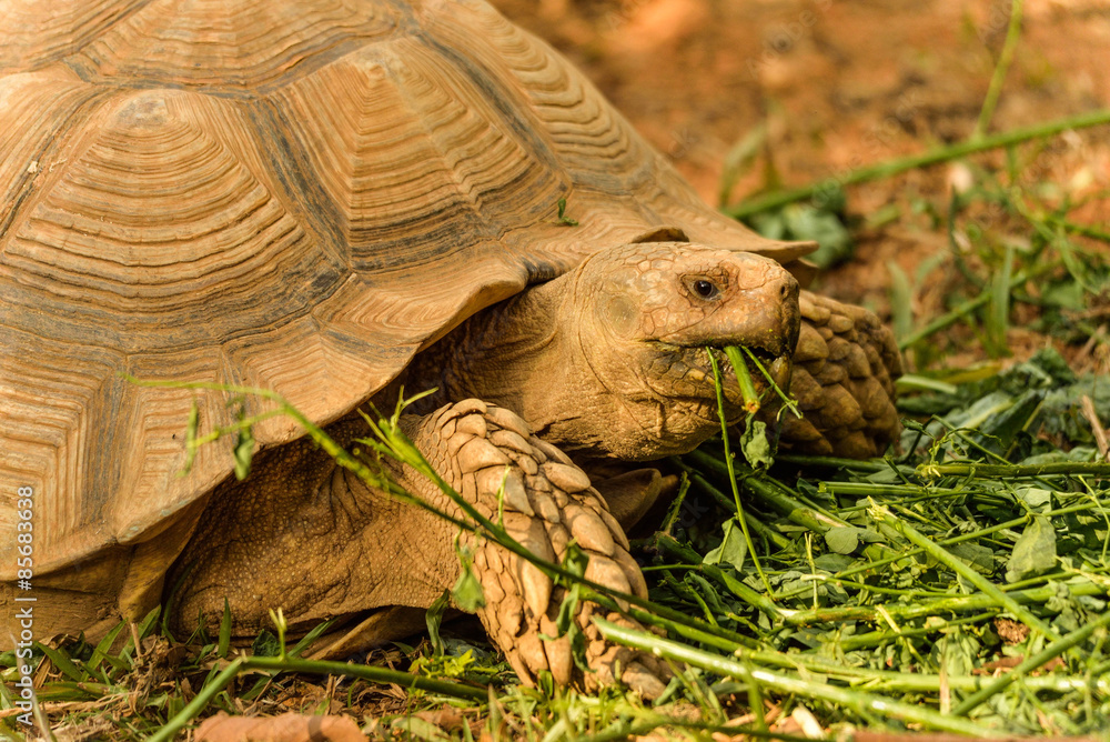 Obraz premium Great African Tortoise eating