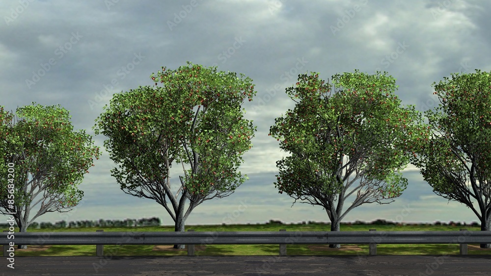Fototapeta premium Apple trees on roadside