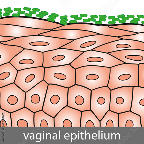 Vaginal Epithelium