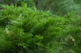 bush fir close up