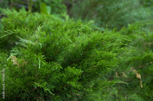 bush fir close up