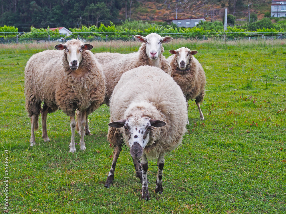 Four cute sheeps on green grass Four cute sheeps on green grass