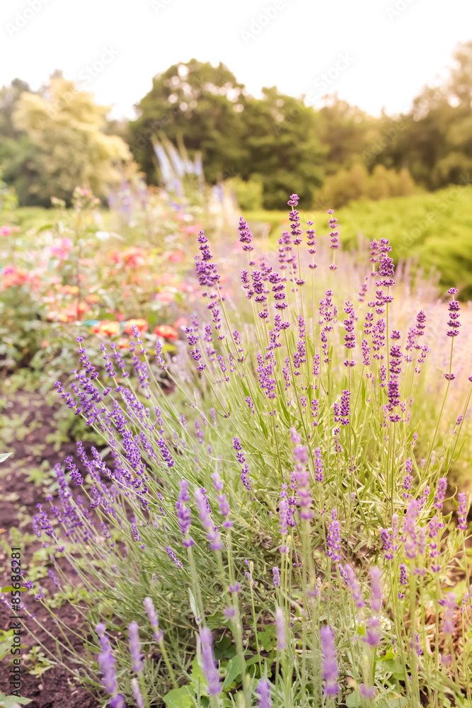 Naklejka premium Flower Garden