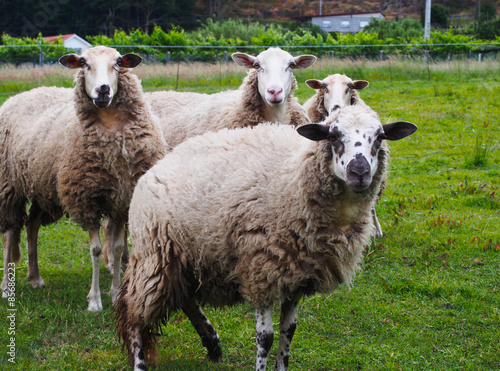 Four cute sheeps on green grass