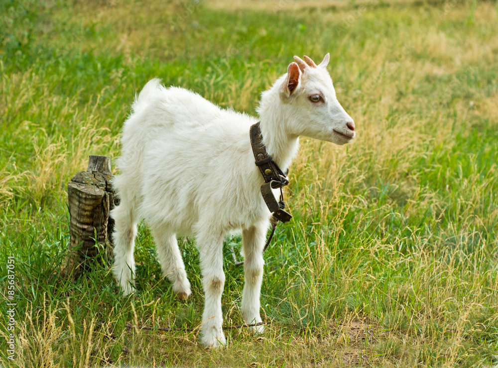 Obraz premium The white goat