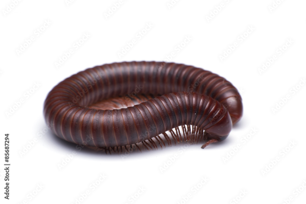 millipede on a white background millipede on a white background