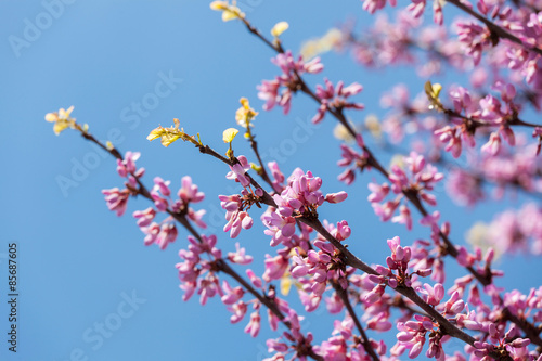 Some peach blossoms on the branch during spring blooming