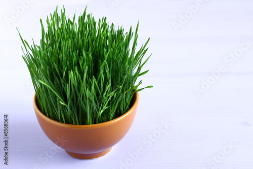 green wheat sprouts in a pot on the wooden background