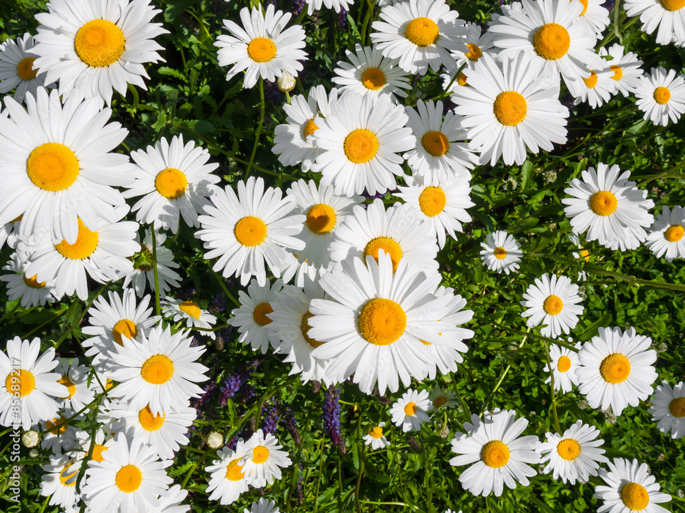 Marguerite flower Marguerite flower