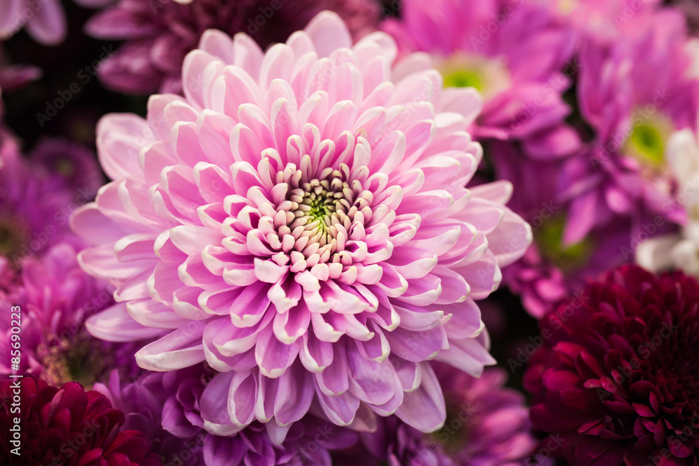bouquet of chrysanthemums bouquet of chrysanthemums