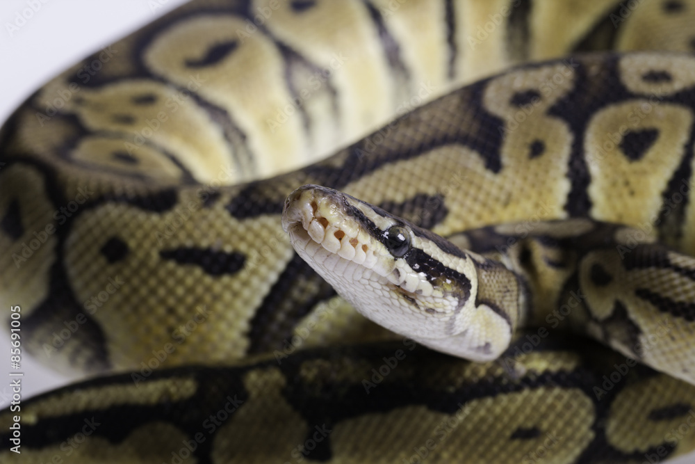 Python regius isolated on white background. Python regius isolated on white background.