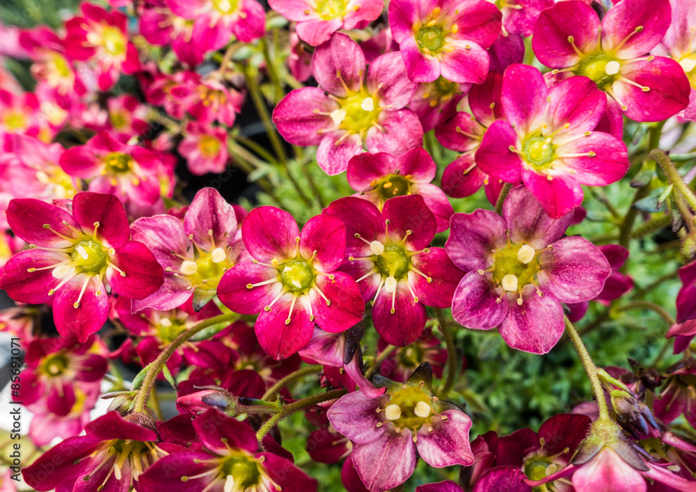 Saxifraga Springtime Saxifraga Springtime